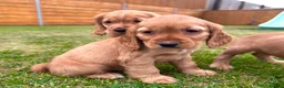 Cocker Spaniel dogs for sale: KC Registered Show Cockerspaniel Babies 🐾🐾🐾 - Advert 3