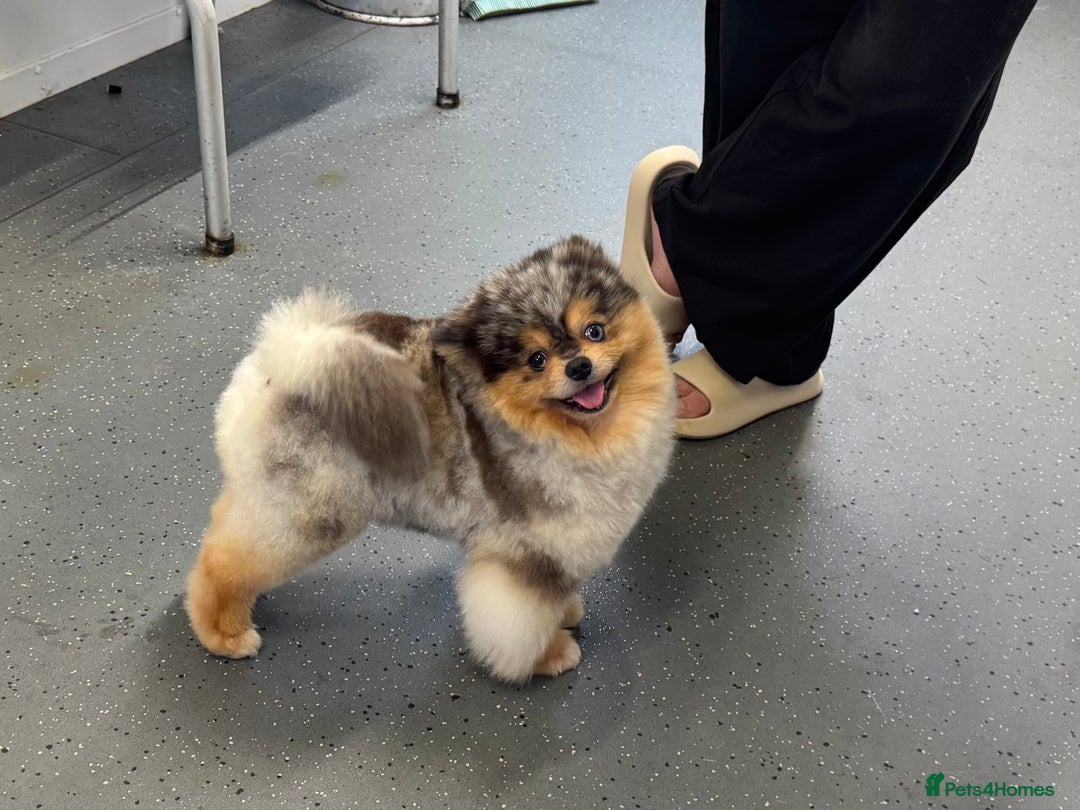 Pomsky dogs for stud: Black and Tan Merle blue eyes in Carlisle - Image 3