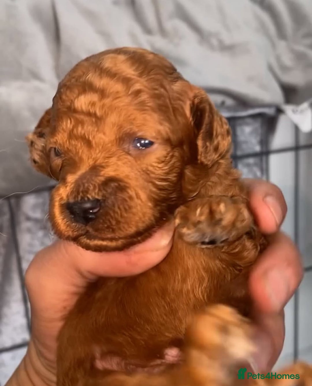 Toy Poodle dogs for sale: Tiny red toy poodle  - Image 9