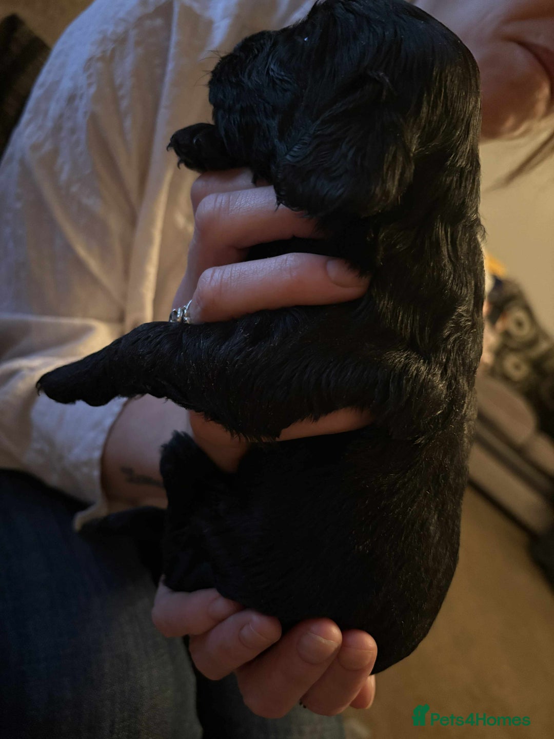 Cockapoo dogs for sale: Stunning litter of cockapoos  - Advert 36