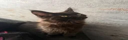 Maine Coon cats for sale: Beautiful Maine Coon Kittens  - Advert 18