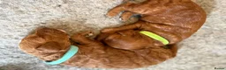 Cockapoo dogs for sale: 🐶💕 F1B COCKERPOO PUPPIES HAVE ARRIVED! 💕 - Advert 4