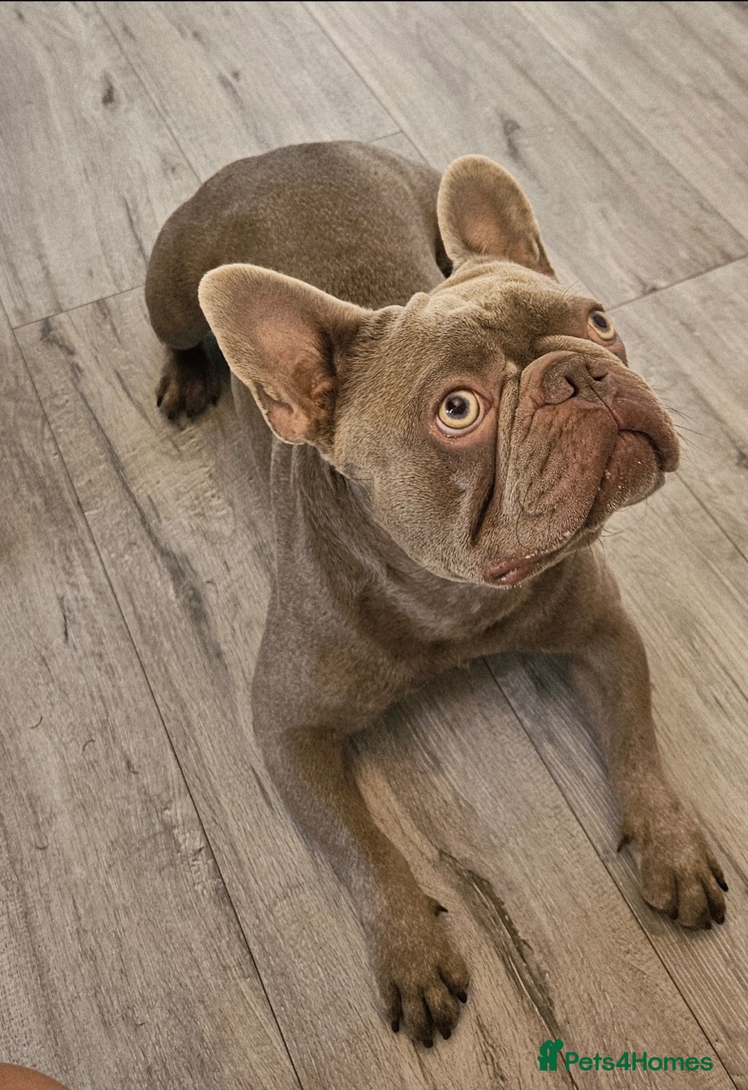 French Bulldog dogs for sale: Loving home required. - Image 3