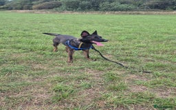 Belgian Shepherd Dog dogs for sale: Full Belgium mali male  - Image 3