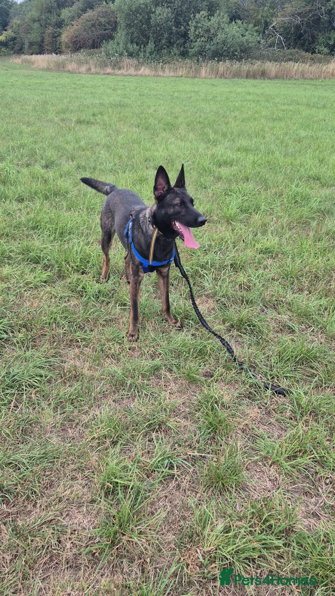 Belgian Shepherd Dog dogs for sale: Full Belgium mali male  - Image 3