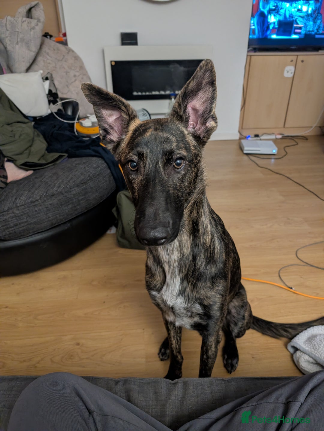 Mixed Breed dogs for sale: Knox - Shephound - Advert 9