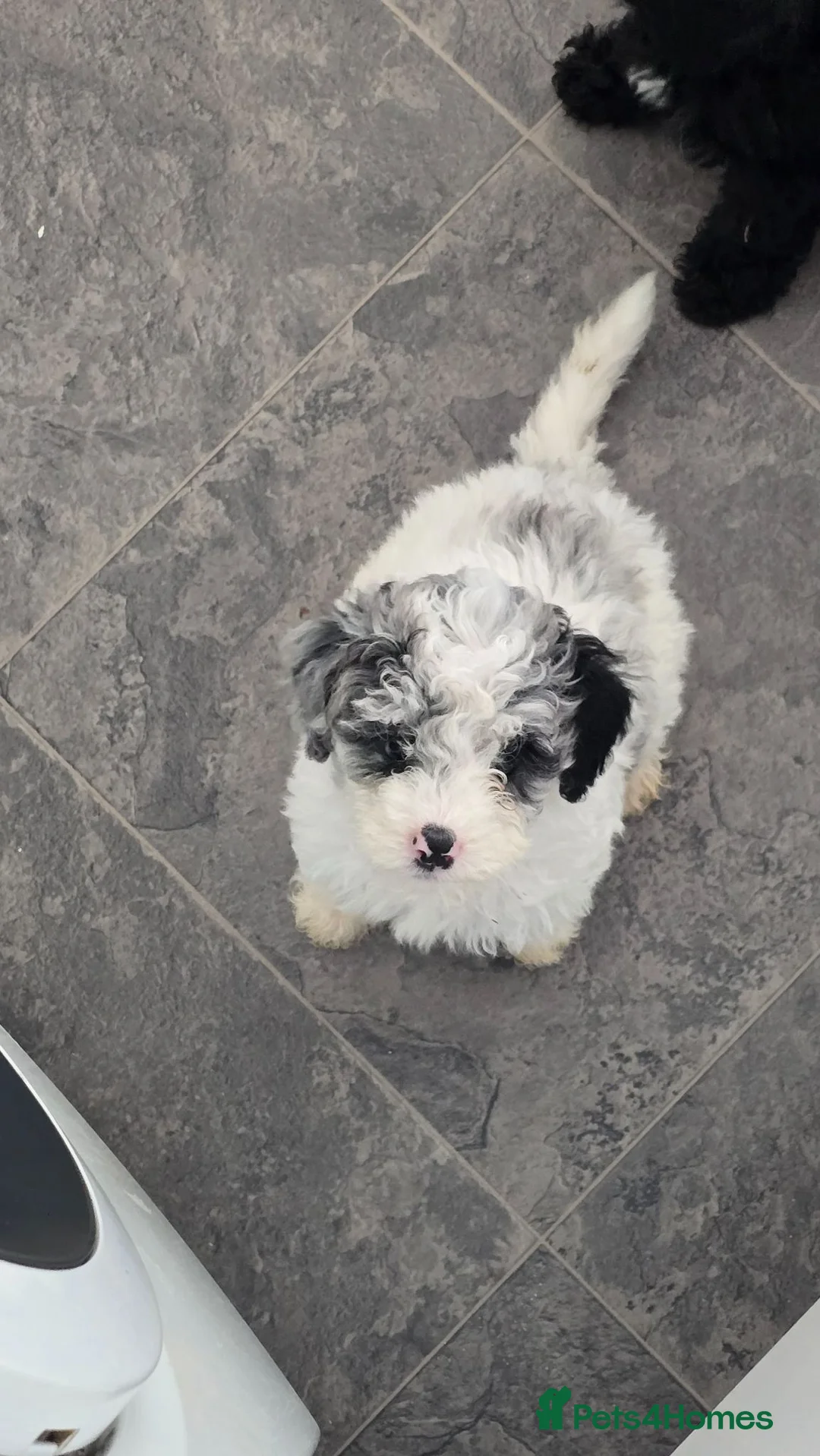 Cockapoo dogs for sale: Beautiful F1BB rare curly cockapoo's for sale  - Advert 2