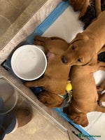 Labrador Retriever dogs Fox red lab girls available - Advert 1