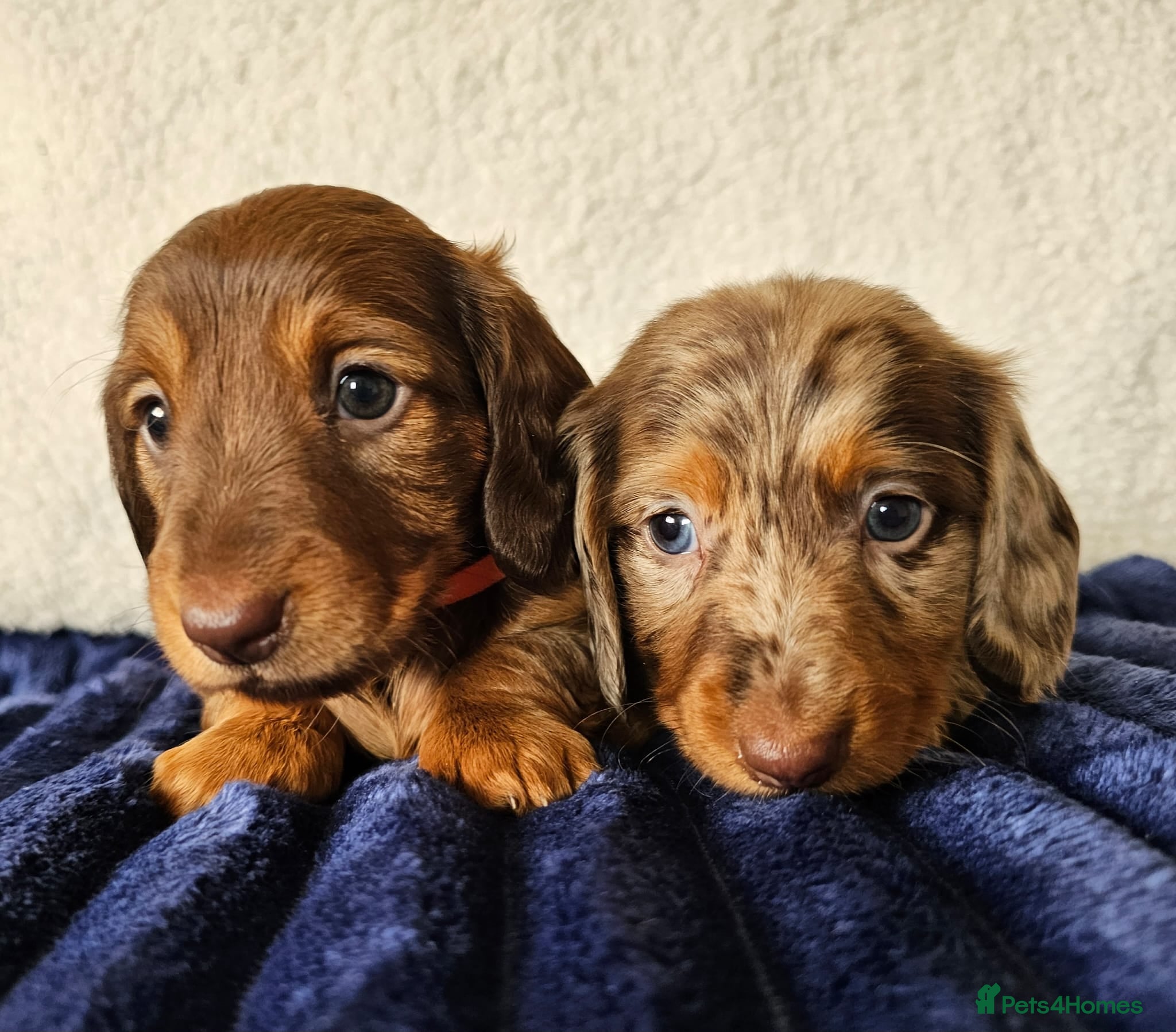 Dachshund dogs Brilliant miniature dachshund puppies - Advert 4