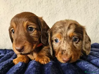 Dachshund dogs Brilliant miniature dachshund puppies - Advert 4