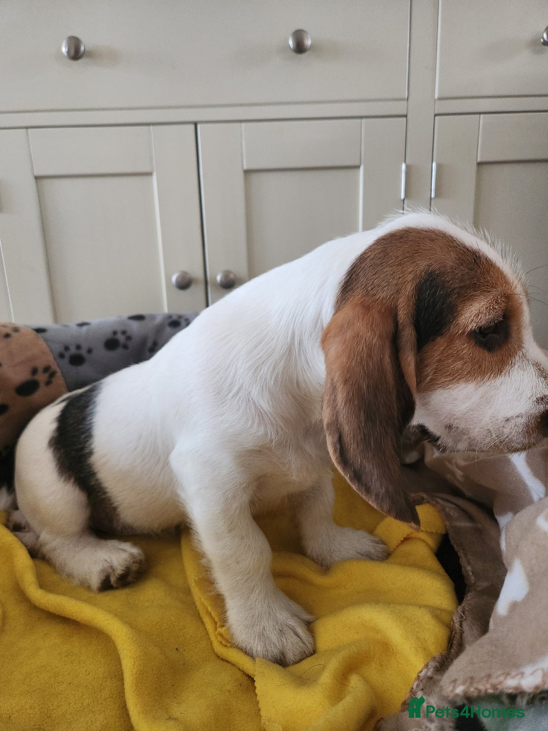 Basset Griffon Vendeen dogs for sale: Petite x English  - Advert 8