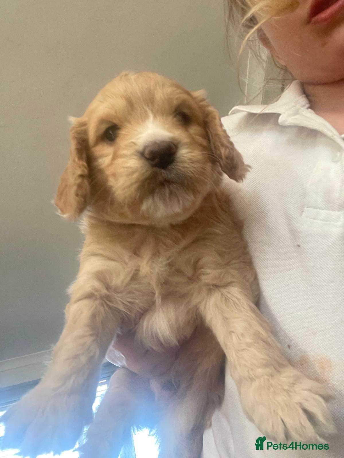 Cockapoo dogs for sale: Last beautiful boy left Gorgeous Golden Cockerpoo - Advert 14