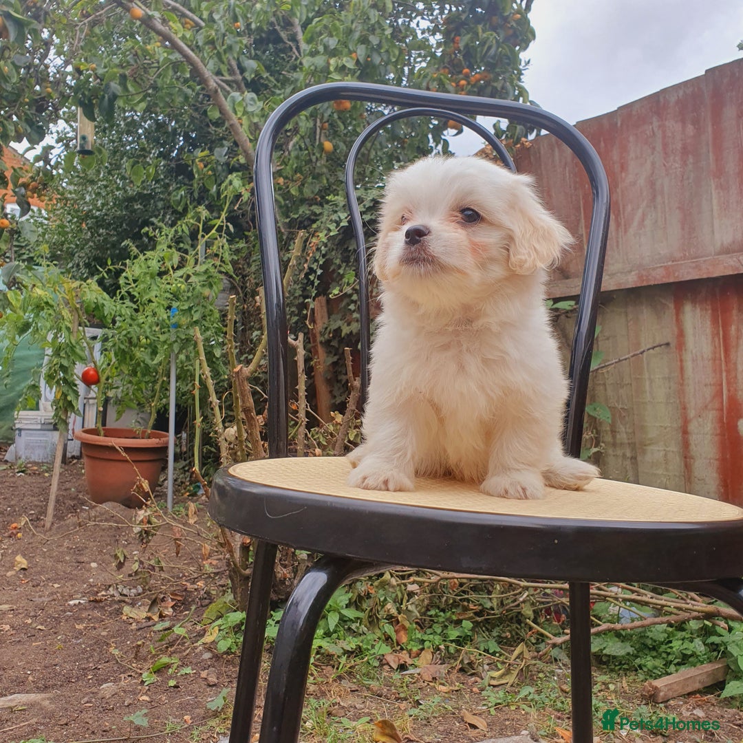 Maltese dogs for sale: Maltese - Image 13