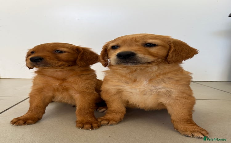 Golden Retriever dogs - Advert 5
