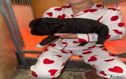 Mixed Breed dogs for sale: Bedlington x whippet Lurcher pups - Image 11