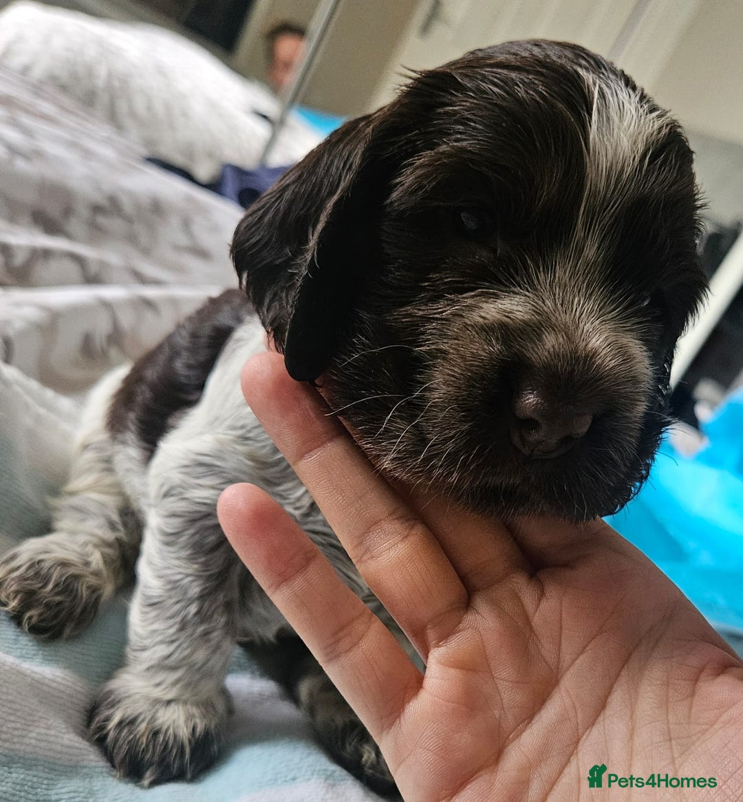 Cocker Spaniel dogs for sale: Show cocker spaniel  - Image 24