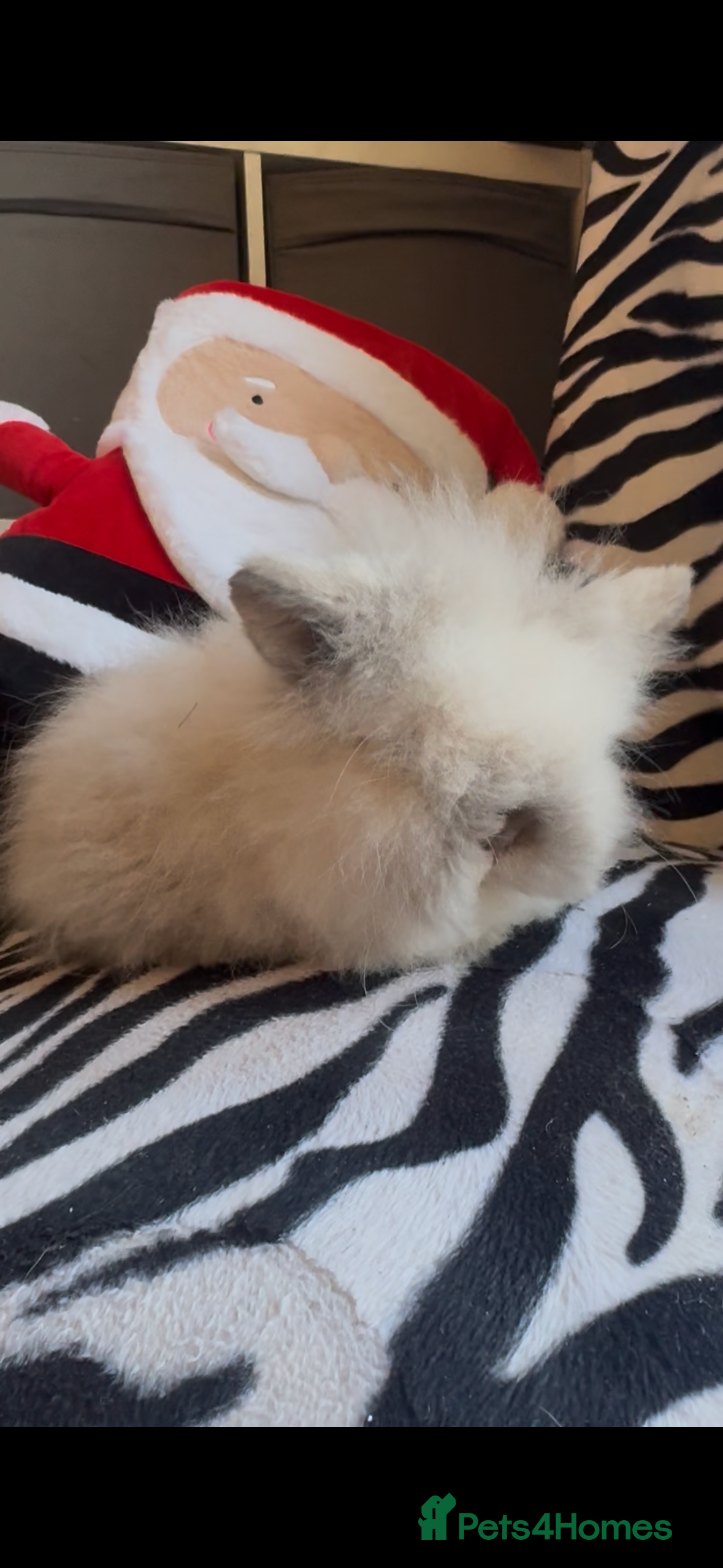 Mini Lion Lop rabbits Gorgeous fluffy little mini lion lop baby bunny’s  - Advert 12