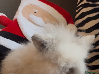 Mini Lion Lop rabbits Gorgeous fluffy little mini lion lop baby bunny’s - Advert 12