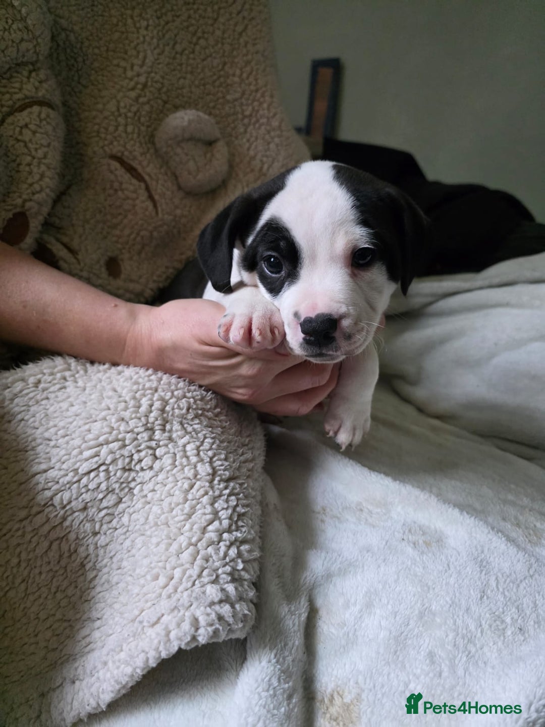 Staffordshire Bull Terrier dogs for sale: Staffordshire bull terrier puppies for sale  - Advert 2