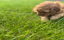 Miniature Poodle dogs for sale: KC registered Miniature Red poodles for Sale - Image 19