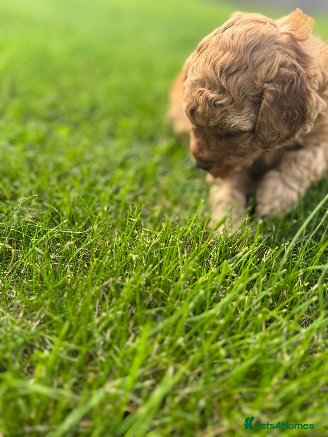 Miniature Poodle dogs for sale: KC registered Miniature Red poodles for Sale - Image 19