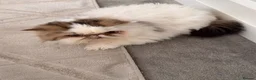 Persian cats for sale: Gccf registered Persian  - Advert 1