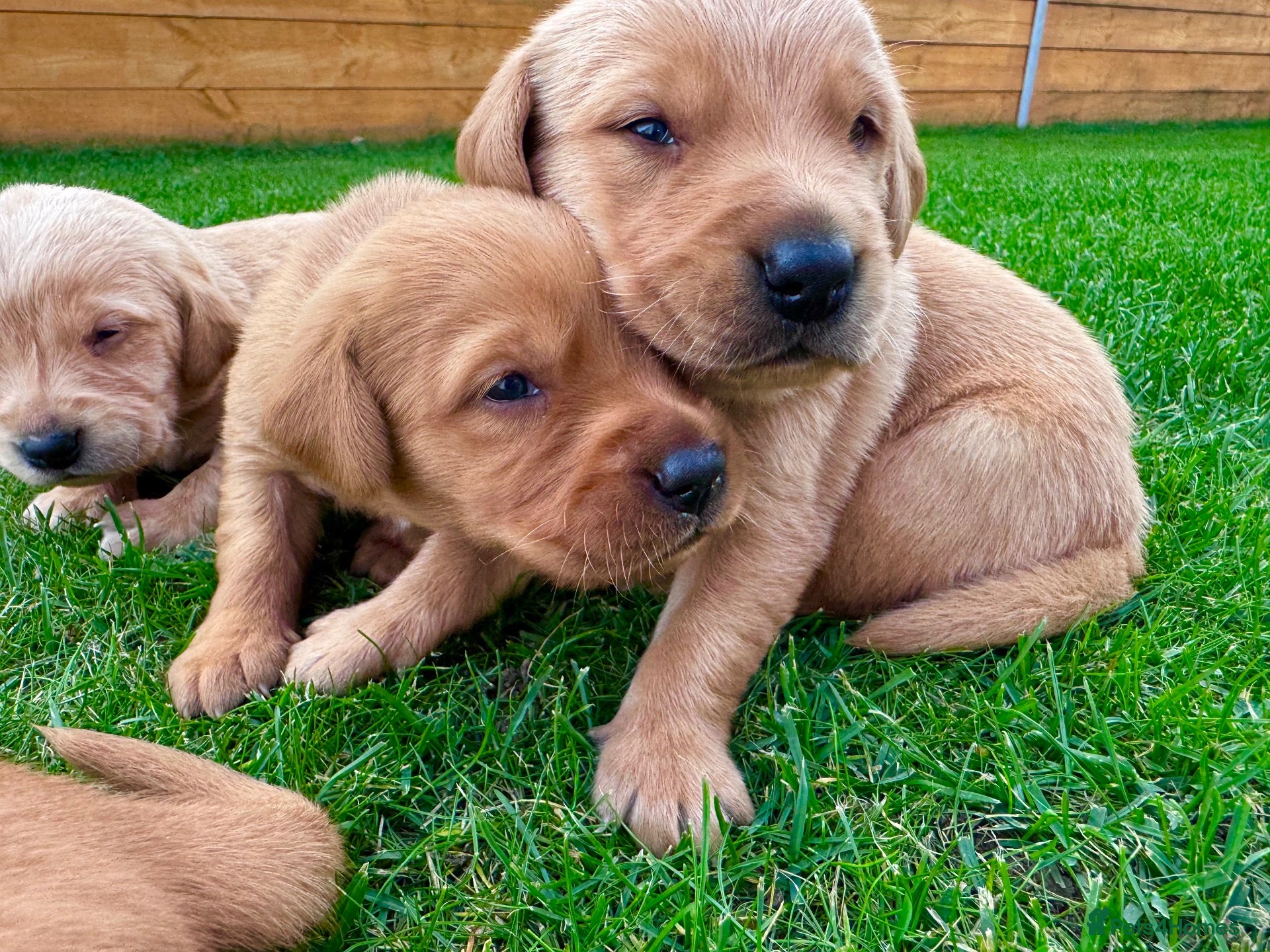 Goldador dogs Beautiful Golden Goldador Babies 🐾🐾🐾 - Advert 2