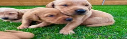 Goldador dogs for sale: Beautiful Golden Goldador Babies 🐾🐾🐾 - Advert 2