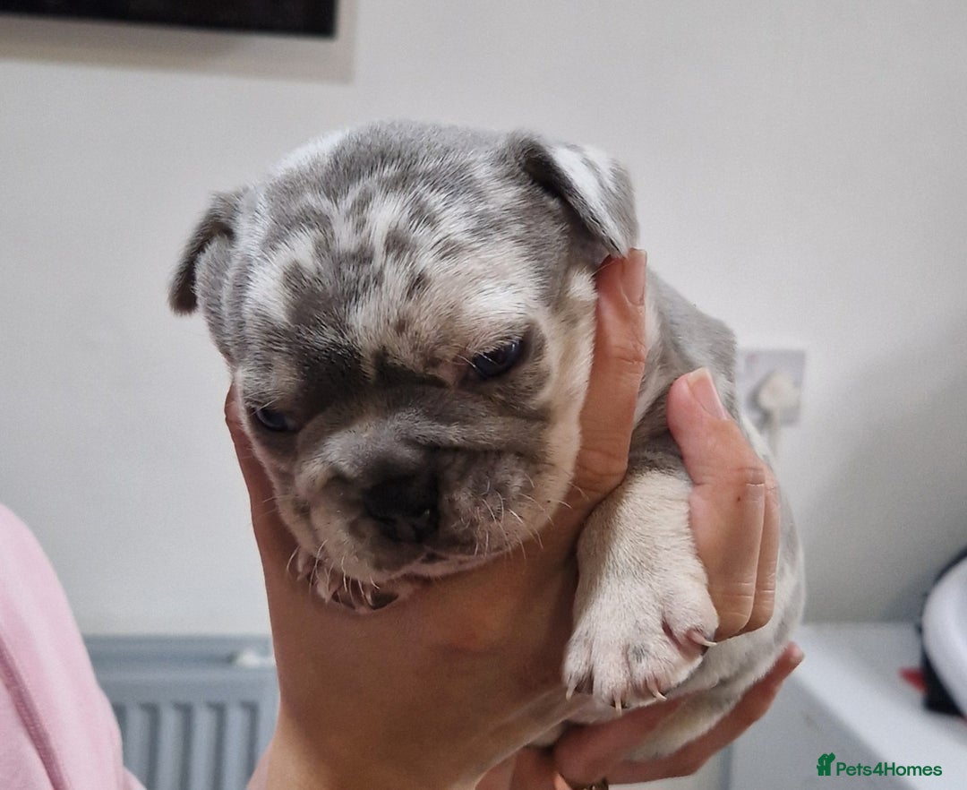 French Bulldog dogs for sale: 3 French bulldog puppies left - Image 10