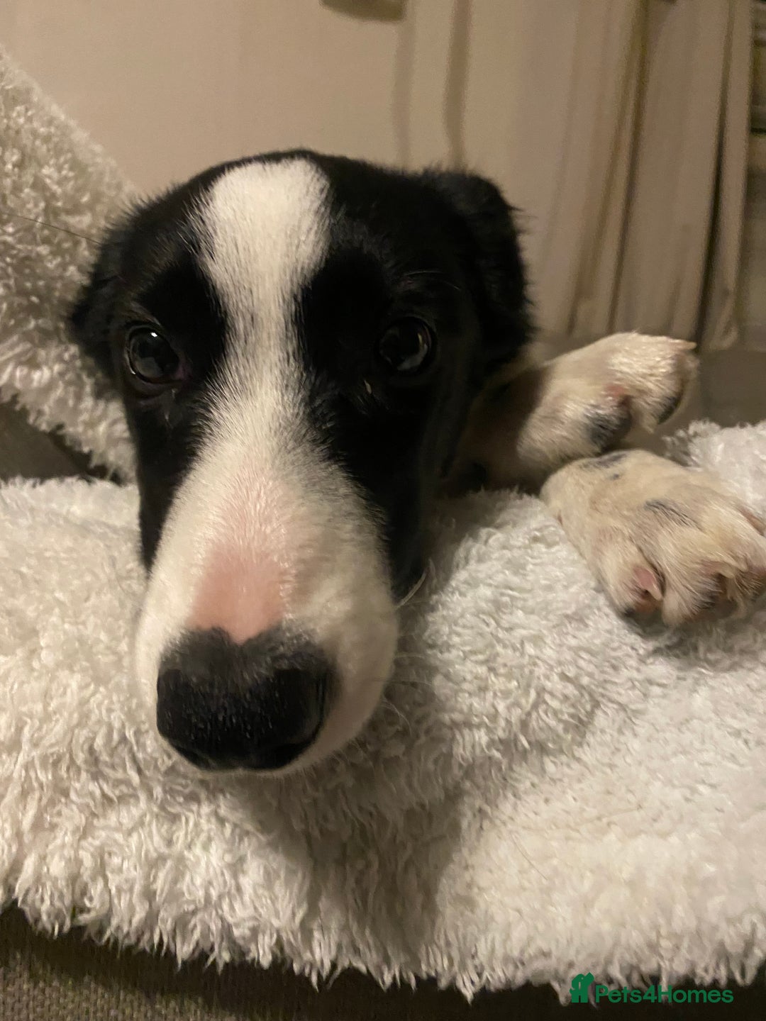 Border Collie dogs for sale: Misty - Advert 7