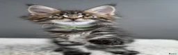 Maine Coon cats for sale: Black Smoke undercoat kittens  - Advert 11