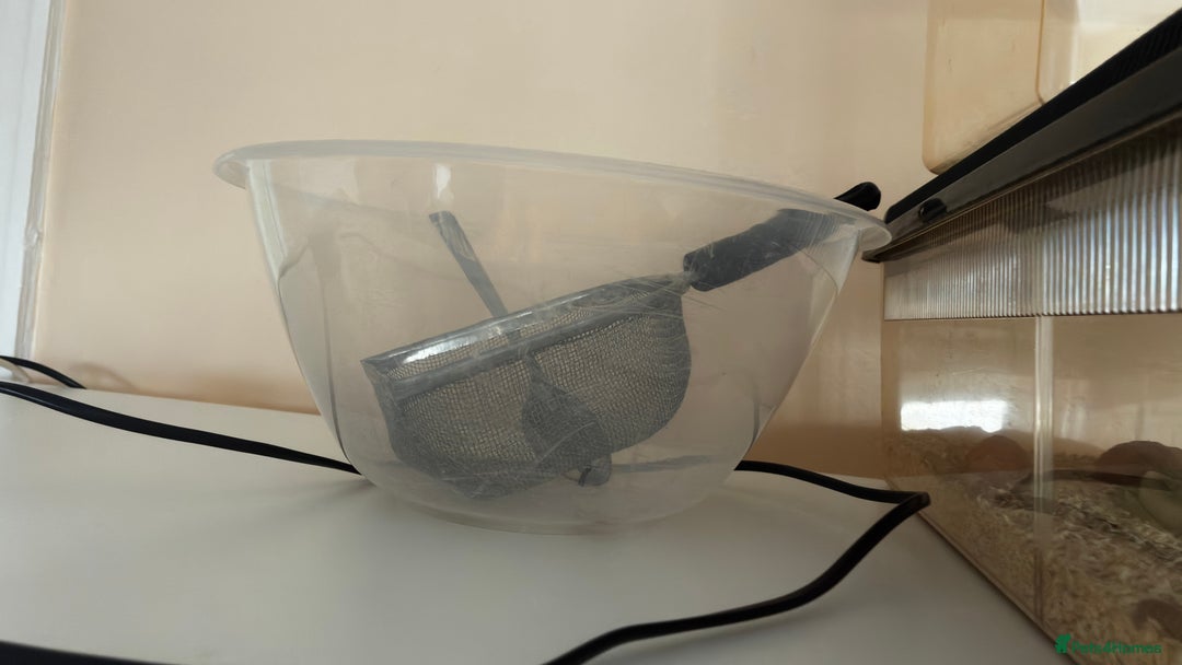 Bearded Dragon reptiles for sale: Beautiful Female bearded dragon with full set up  - Advert 12