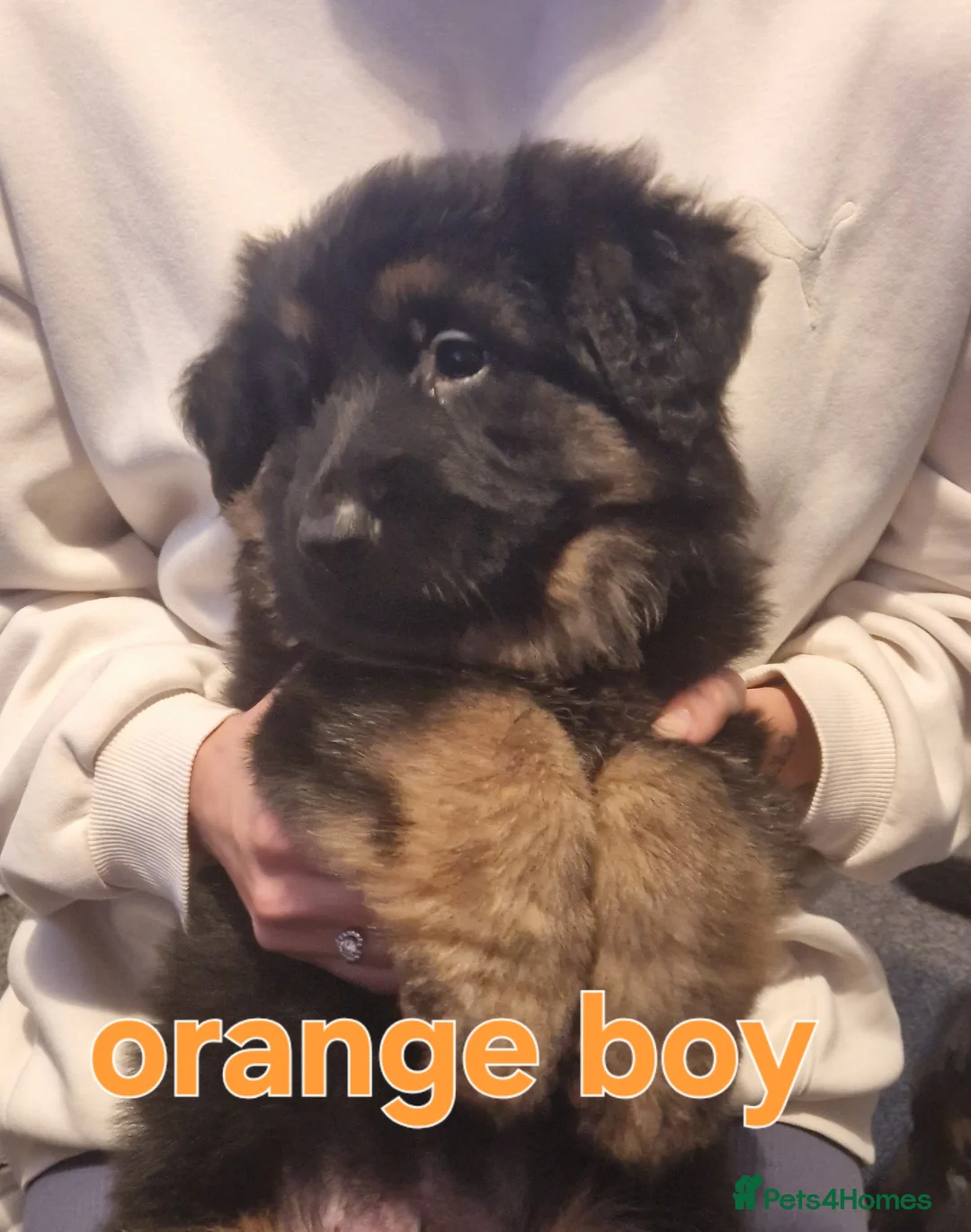 German Shepherd dogs for sale: Kc registered German shepherd puppies - Advert 18