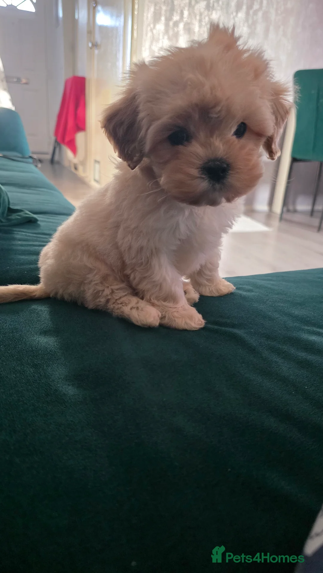 Maltipoo dogs for sale: Tiny Maltipoo boy - Advert 6
