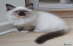 Ragdoll cats for sale: RAGDOLL SEAL POINT BLUE EYES READY NOW! - Image 2