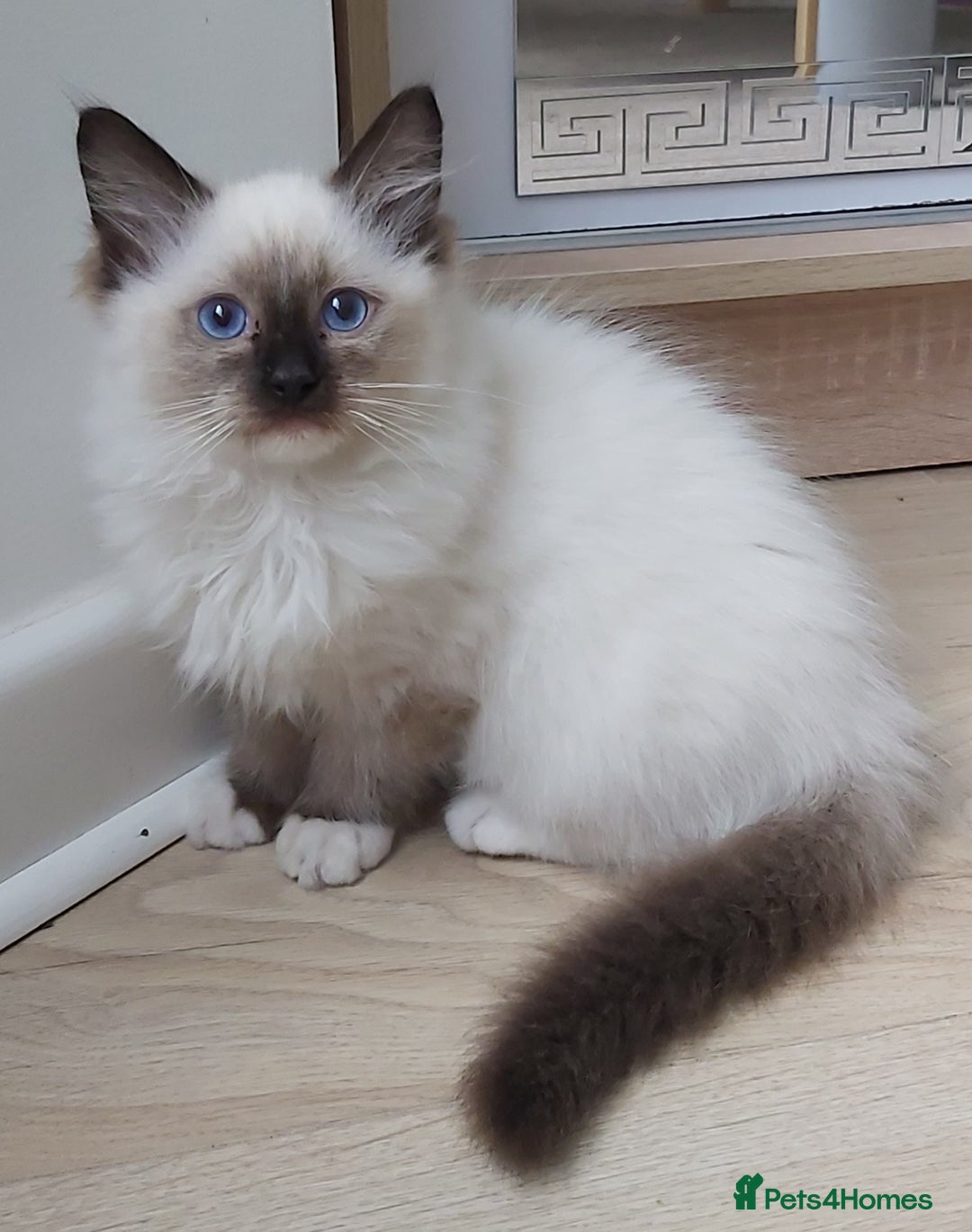 Ragdoll cats for sale: RAGDOLL SEAL POINT BLUE EYES READY NOW! - Image 2