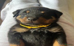 Rottweiler dogs for sale: Beautiful Rottweiler pups  - Image 31