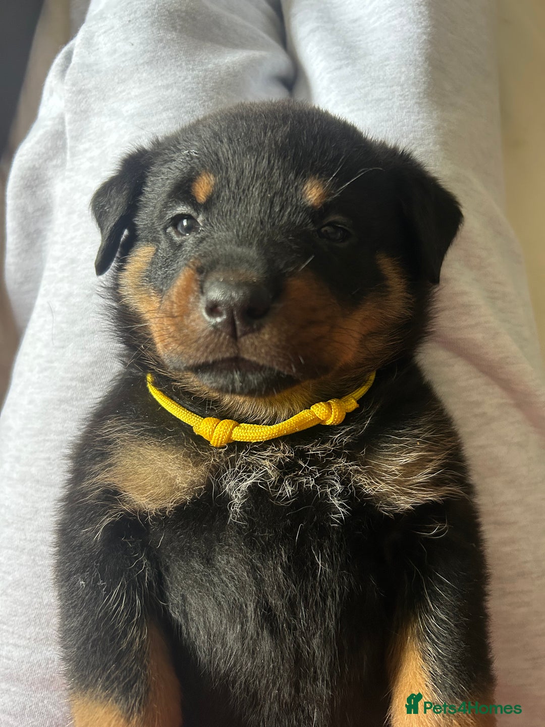 Rottweiler dogs for sale: Beautiful Rottweiler pups  - Image 31