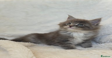 Maine Coon cats - Advert 2