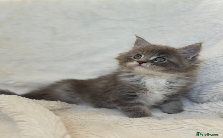 Maine Coon cats - Advert 2