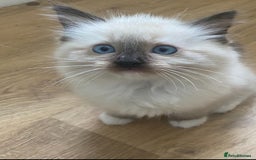 Ragdoll cats for sale: Stunning ragdoll kittens - Image 7