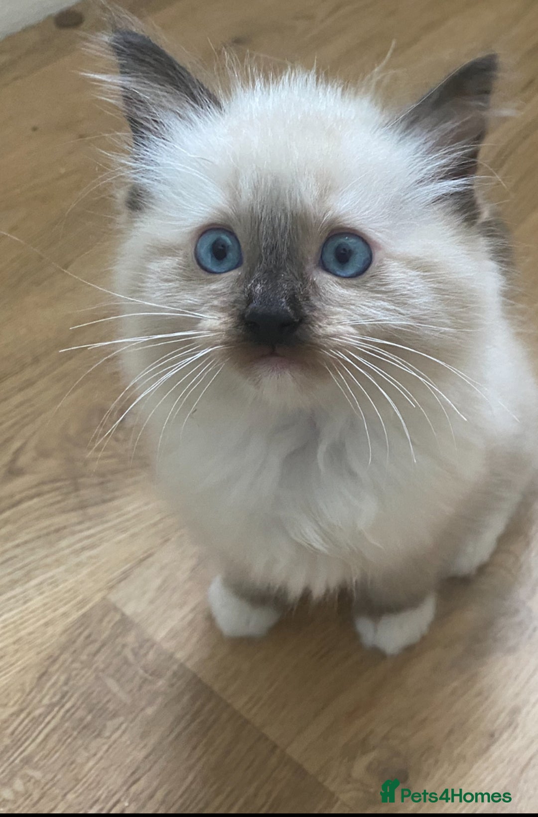 Ragdoll cats for sale: Stunning ragdoll kittens - Image 7
