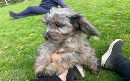 Cockapoo dogs for sale: F1 unique cockerpoo pups  - Image 19
