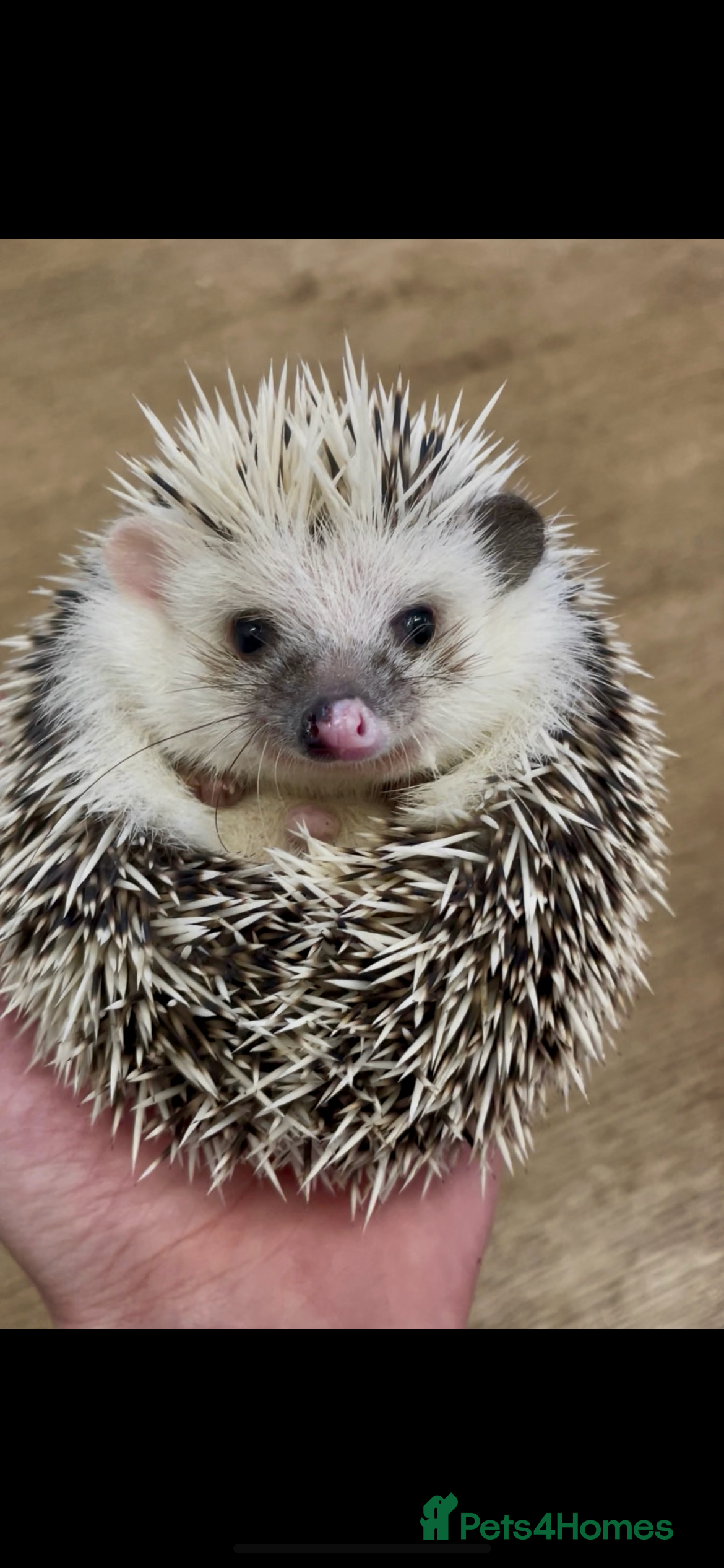 Pygmy Hedgehog rodents Beautiful Young Male African Pygmy Hedgehog  - Advert 19