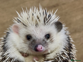 Pygmy Hedgehog rodents Beautiful Young Male African Pygmy Hedgehog - Advert 1