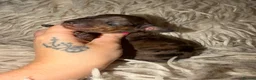 Miniature Dachshund dogs for sale: Beautiful KC Registered Miniature Dachshund Pups  - Advert 3