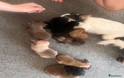 Pomchi dogs for sale: Pomchi puppie for sale - Image 10