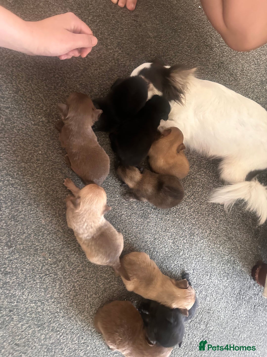 Pomchi dogs for sale: Pomchi puppie for sale - Image 10