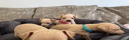 Italian Greyhound dogs for sale: 🏡 Italian greyhound puppies ready soon 🏡 - Advert 21