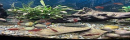 Other/Mixed Breed fish for sale: Fish and 180 litre fish tank free to a good home - Advert 4